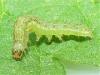 Hypena proboscidalis